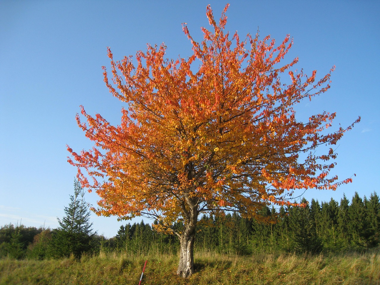 nature autumn tree free photo