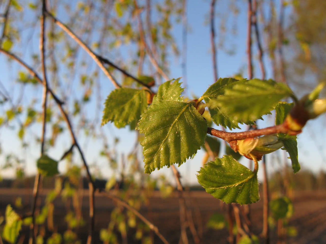 nature birch spring free photo