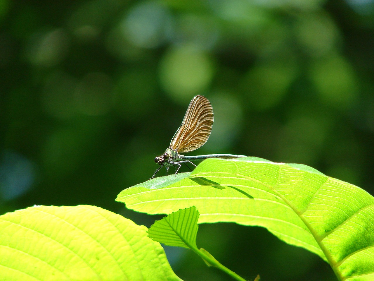 nature leaf insect free photo