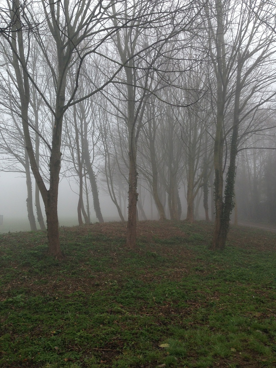 nature trees fog free photo