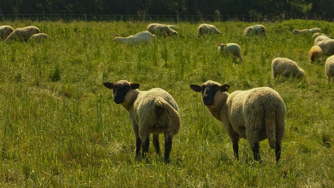 nature sheep pasture free photo