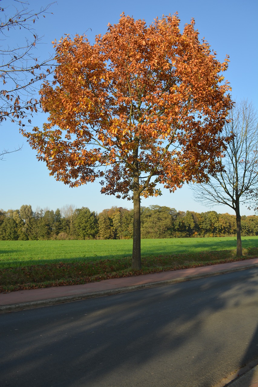 nature autumn tree free photo