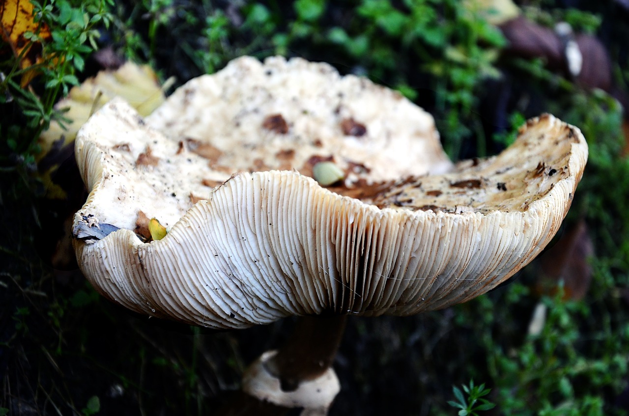 nature fungus autumn free photo