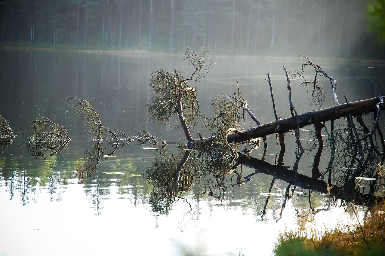 nature forest pond free photo