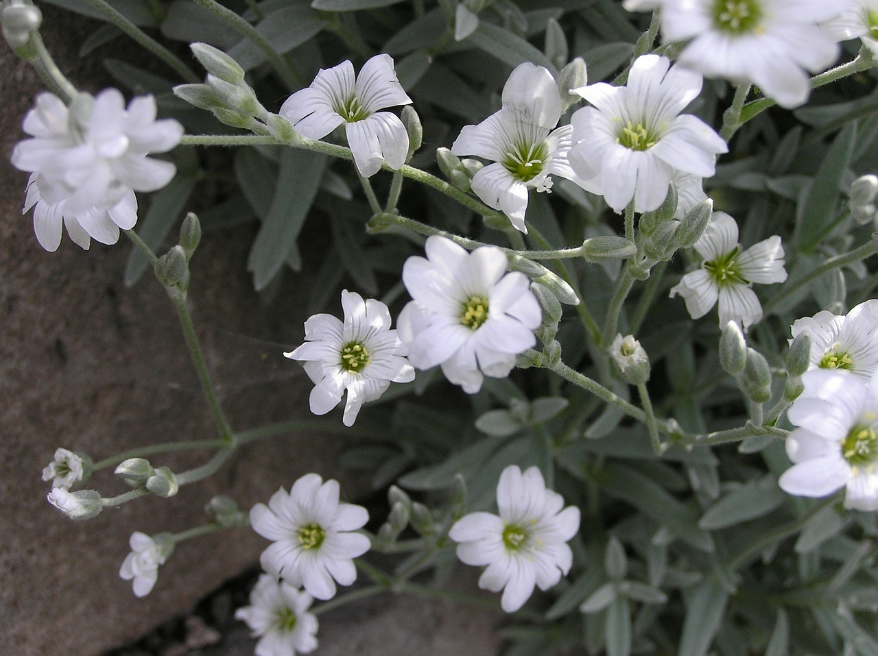 nature trailer rock plant free photo