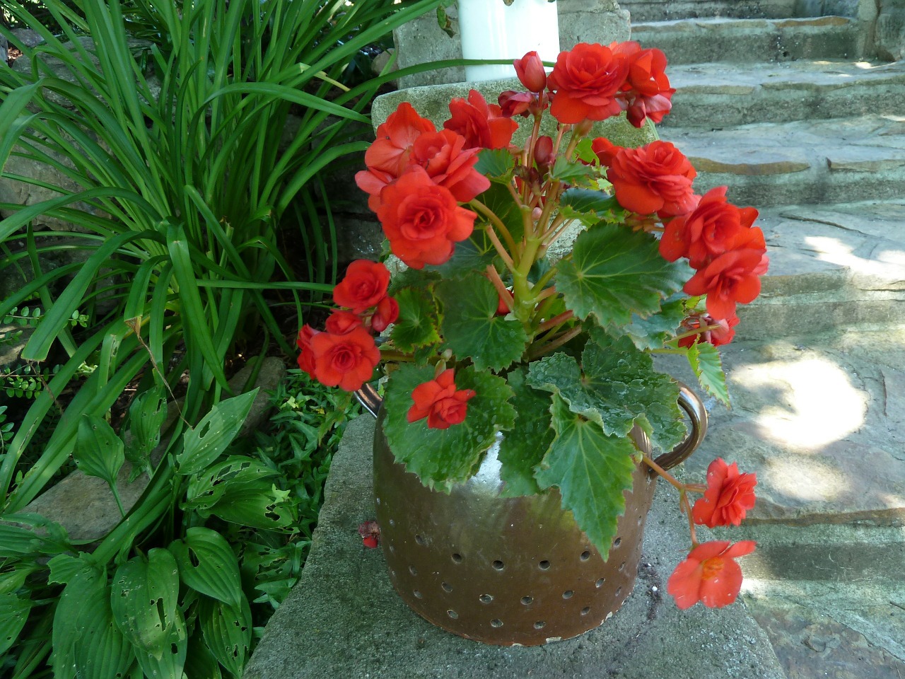 nature potted flowers begonia free photo