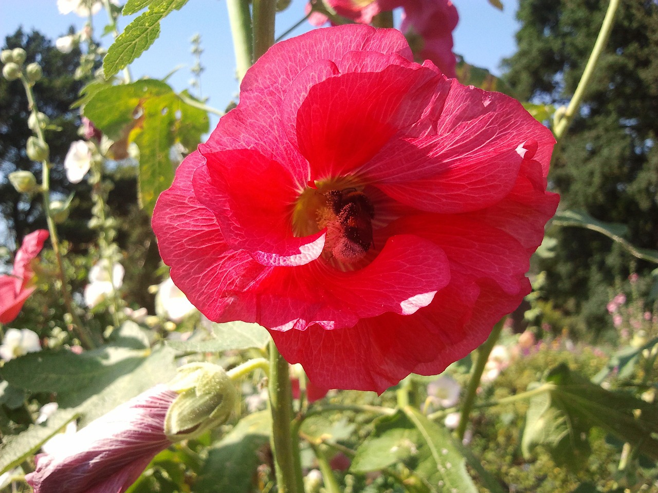 nature plant flowers free photo