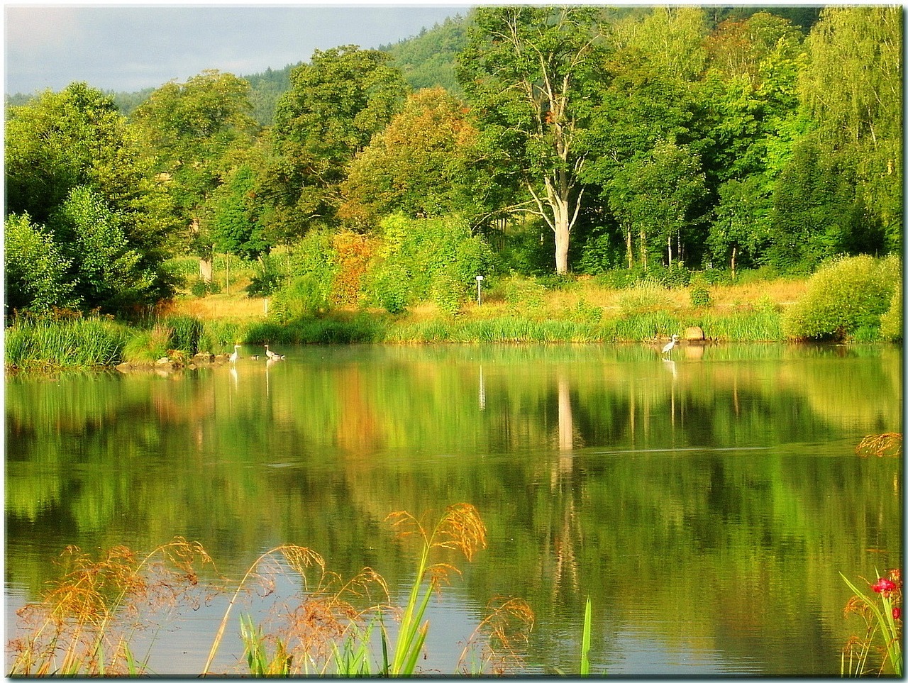 nature water reflect free photo