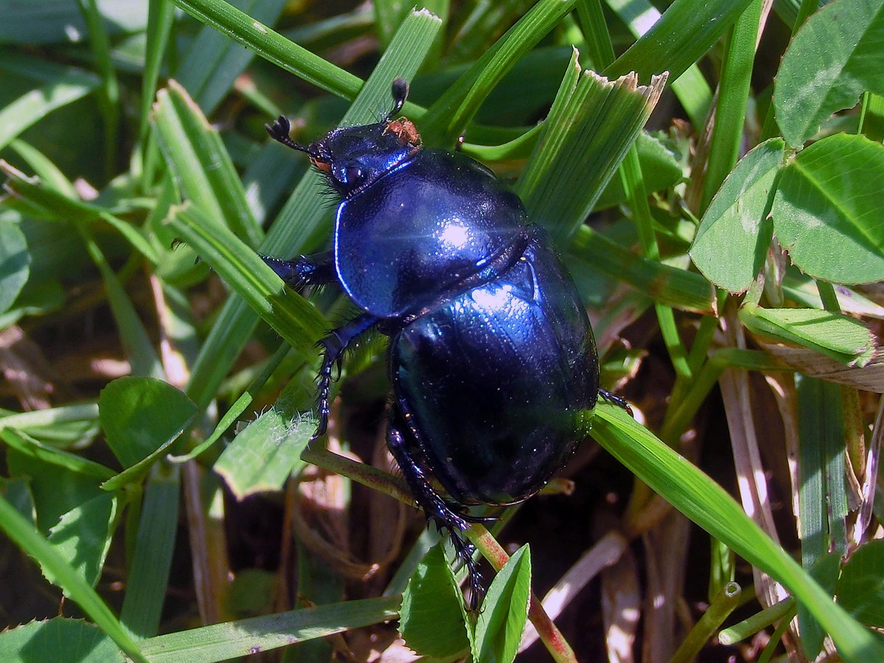 nature beetle scarabeus free photo