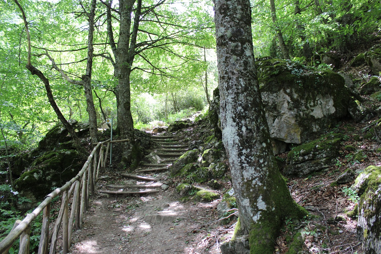 nature forest tree free photo