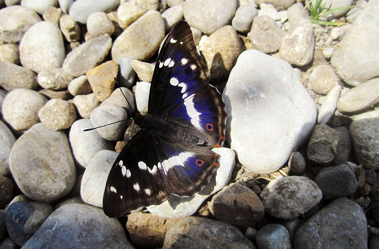 nature butterfly dark blue free photo