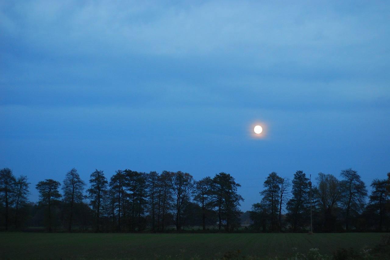 nature landscape tree free photo