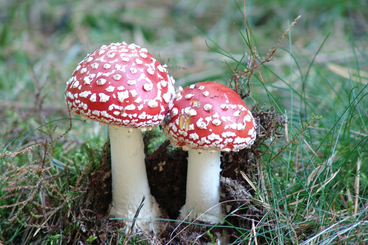 nature forest mushrooms free photo