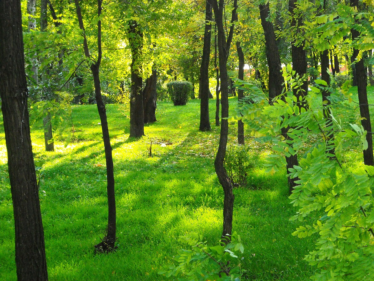 nature green forest free photo