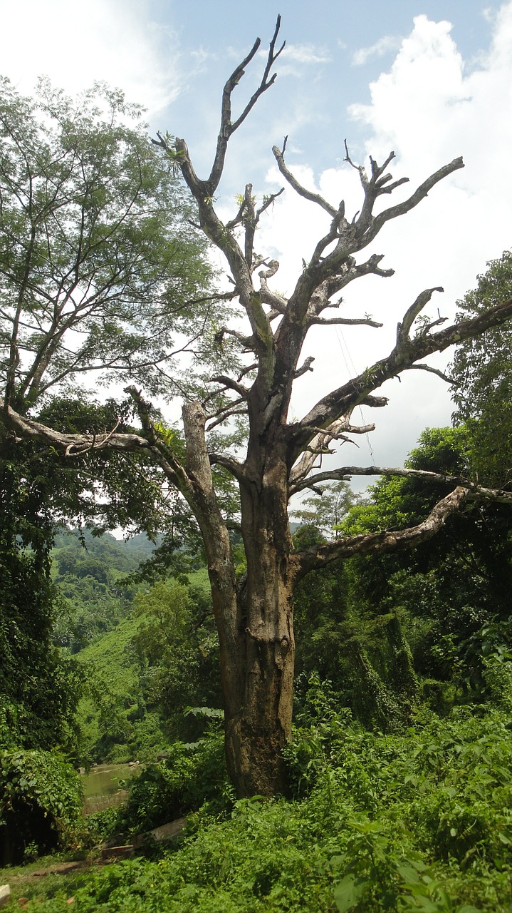 nature tree green free photo