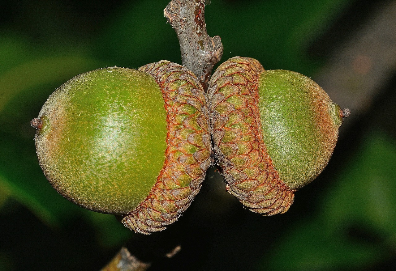 nature quercus oak free photo