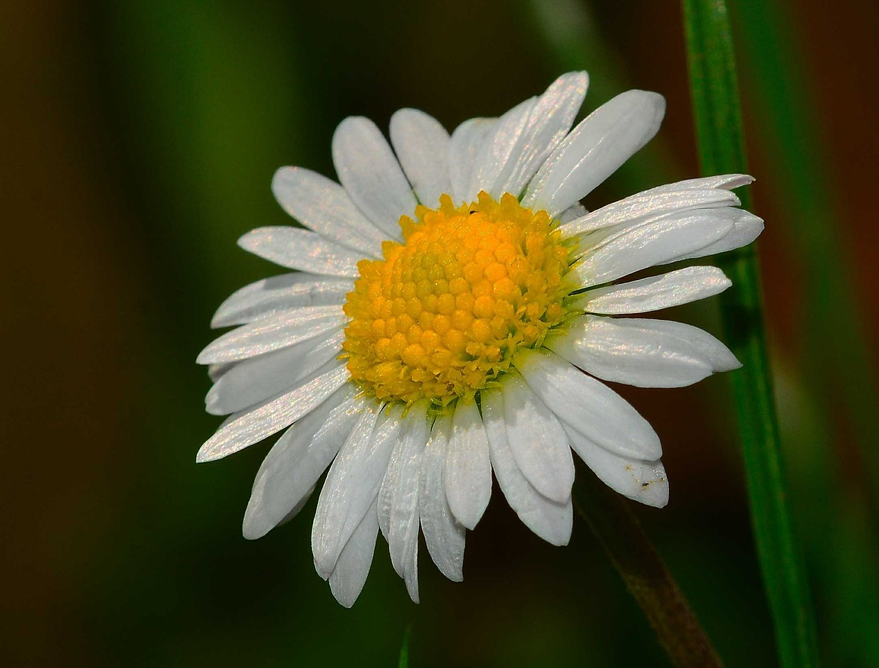 nature flower margaret free photo