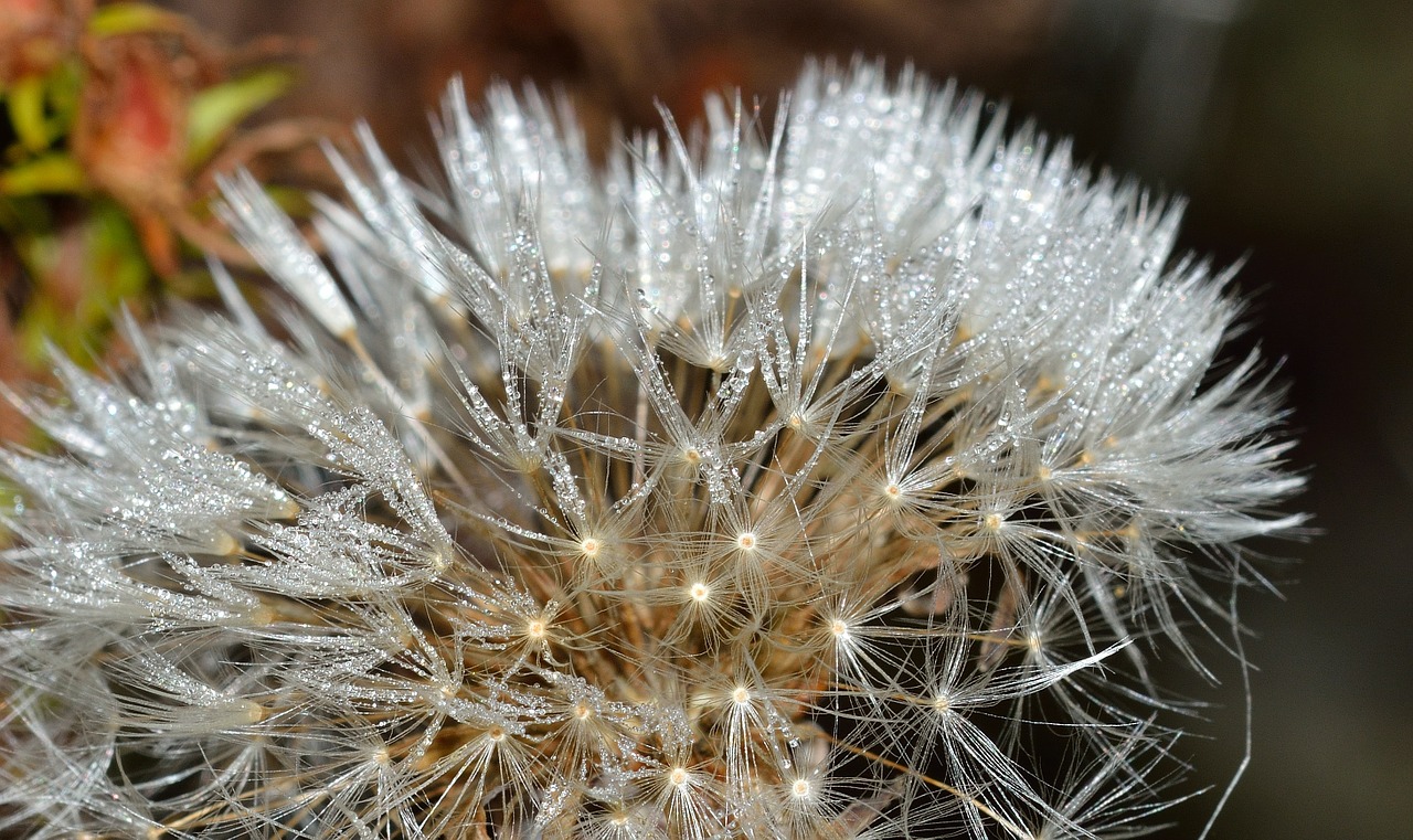 nature dandelion flower free photo