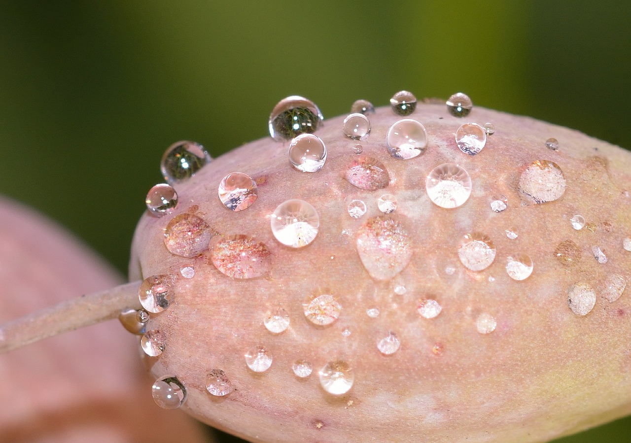 nature flower drops free photo