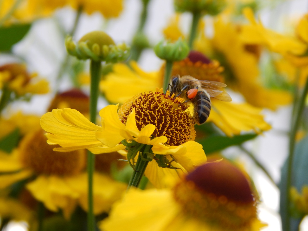 nature flowers bee free photo