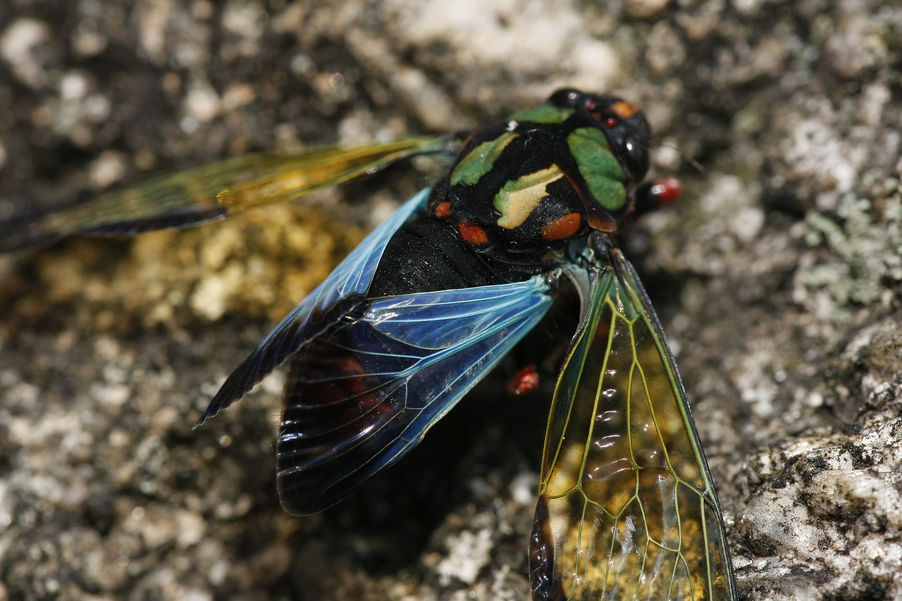 nature insects cicada free photo