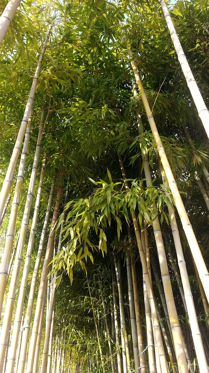 nature bamboo forest free photo
