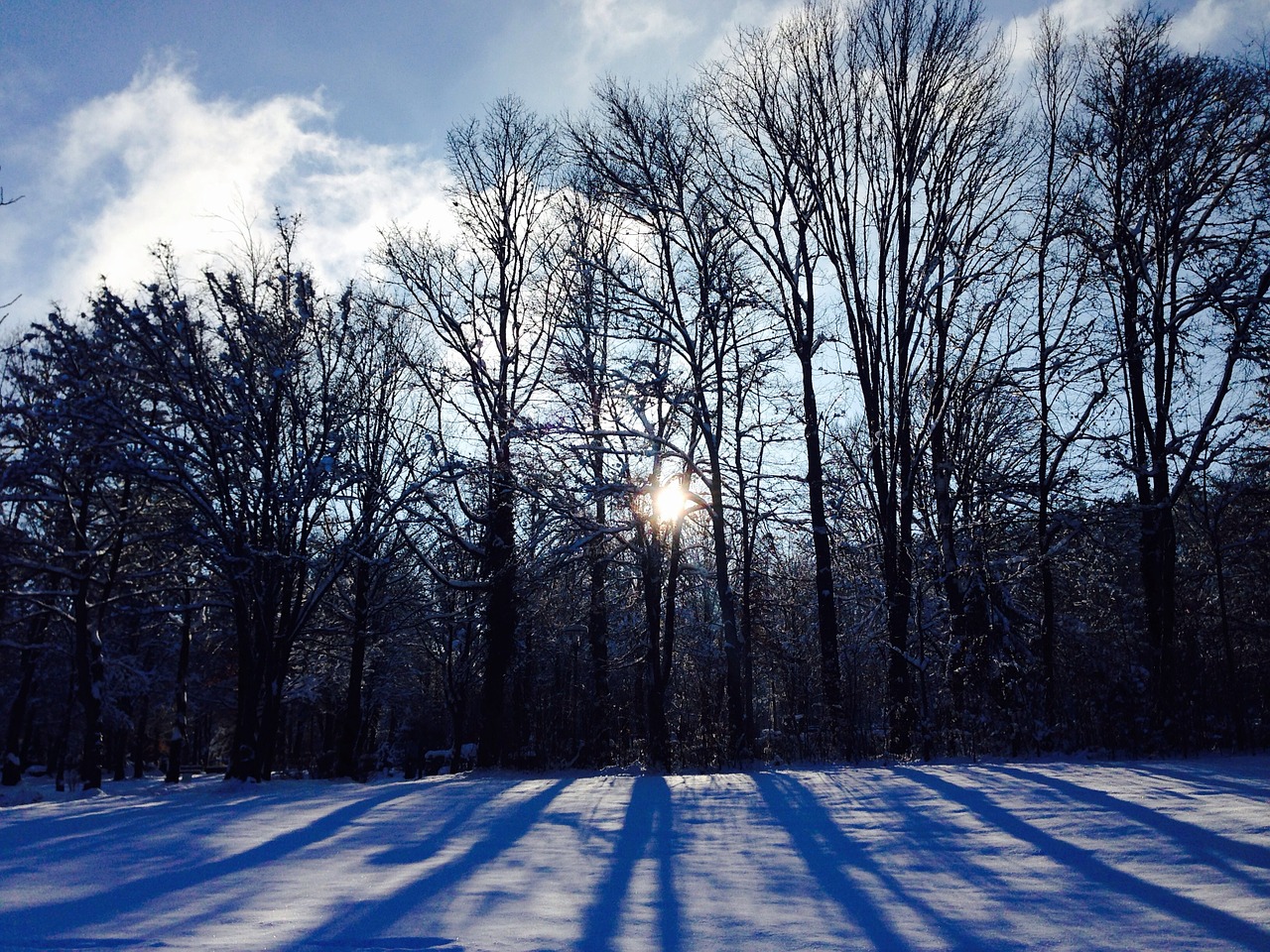 nature landscape tree free photo