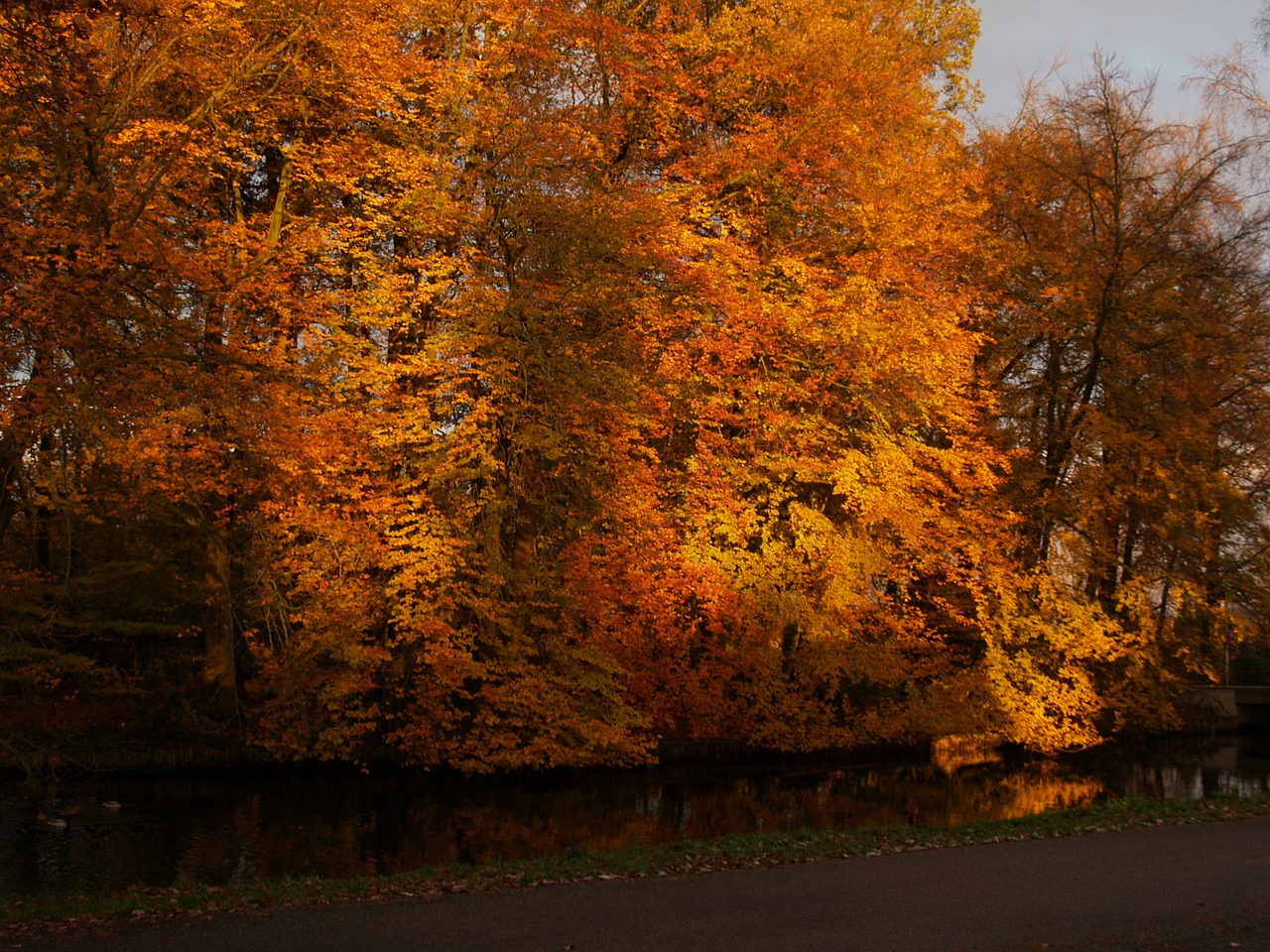 nature autumn forest free photo