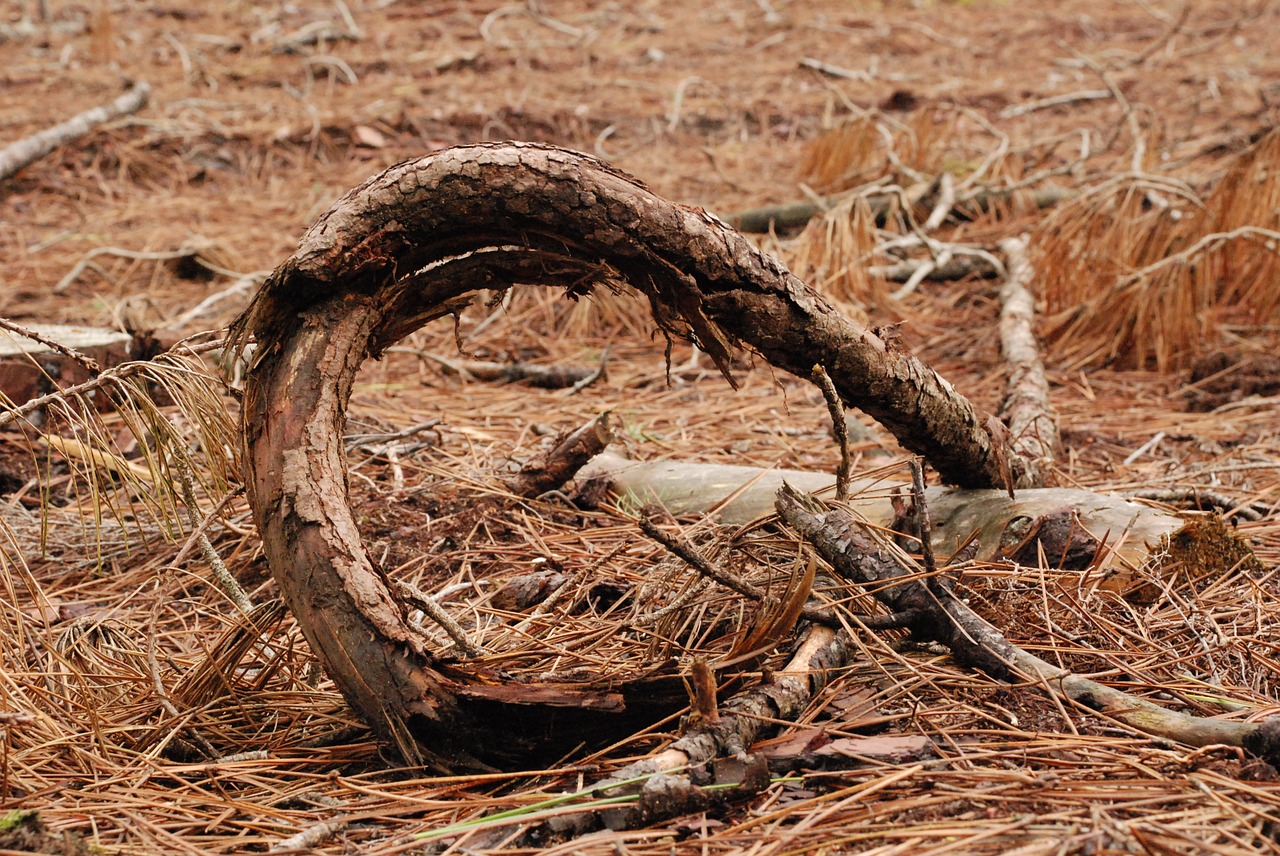 nature branch plant sculpture free photo