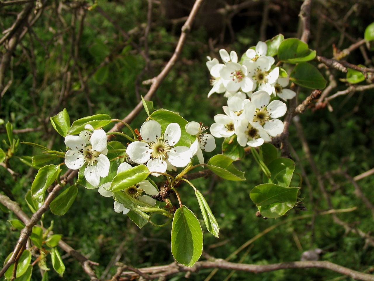 nature blossom bloom free photo