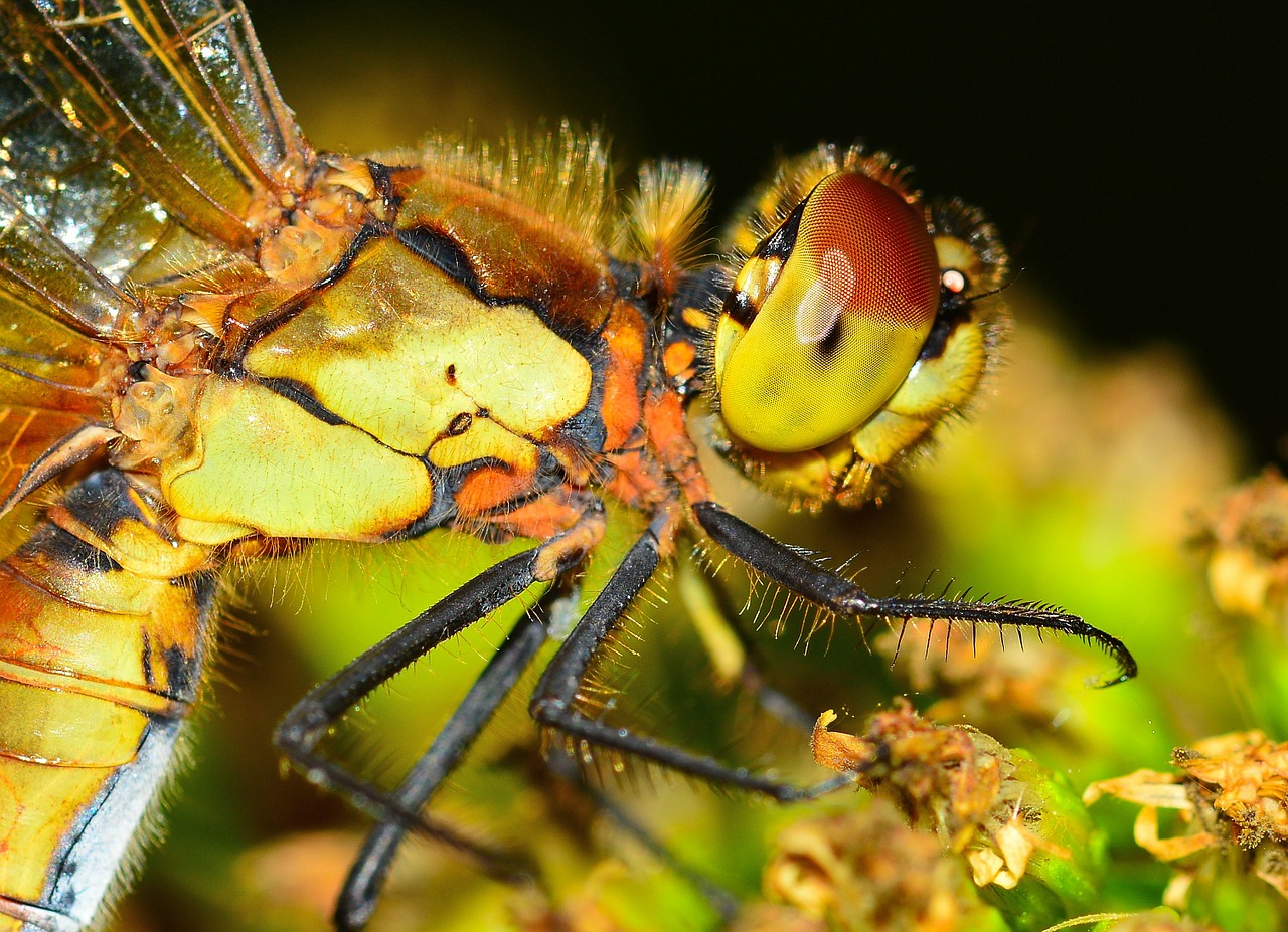 nature insects dragonfly free photo