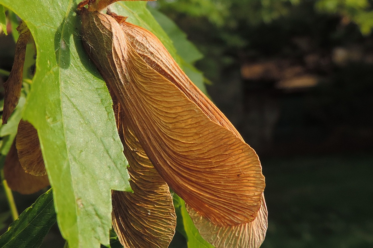 nature tree maple free photo