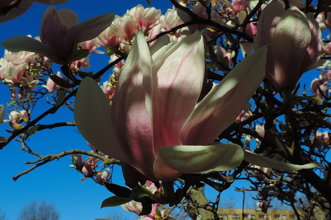 nature tree flower free photo