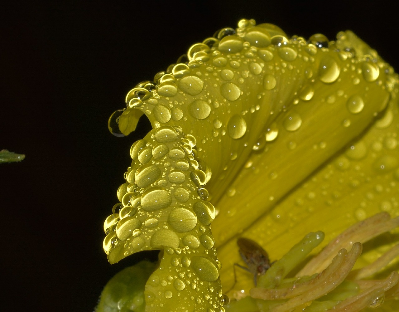 nature flower yellow free photo