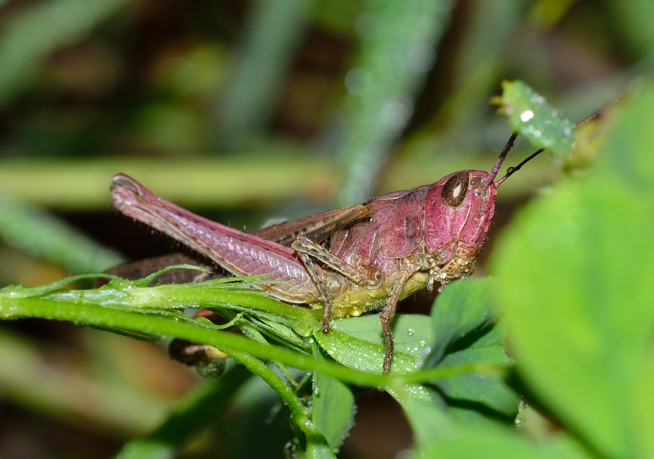 nature insects grasshopper free photo