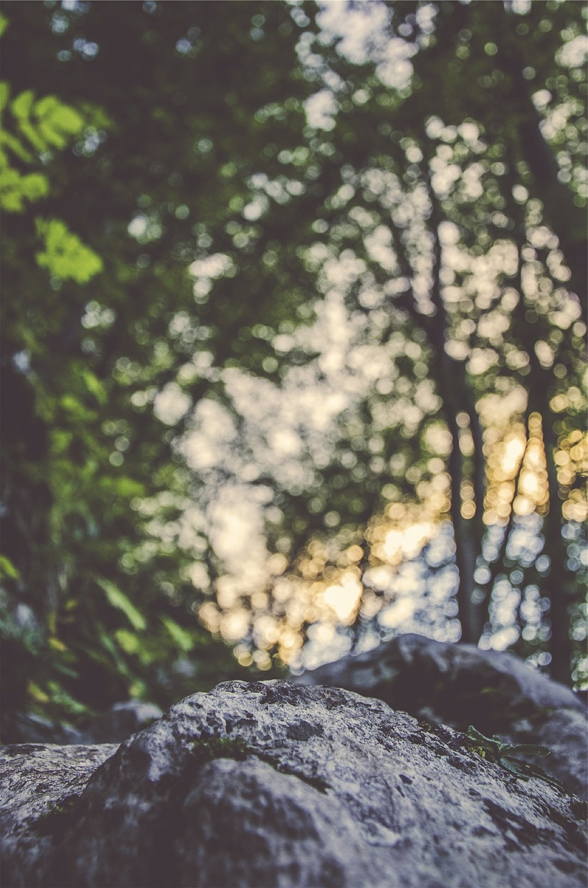 nature rock forest free photo