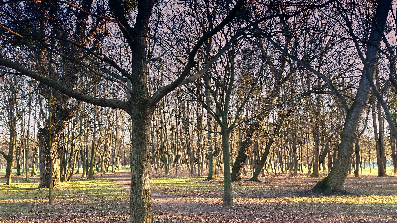 nature trees forest free photo