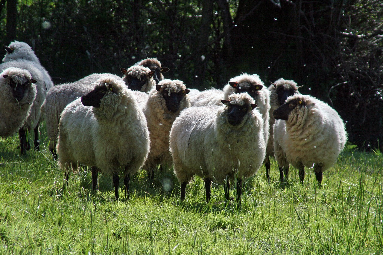 nature sheep silent free photo
