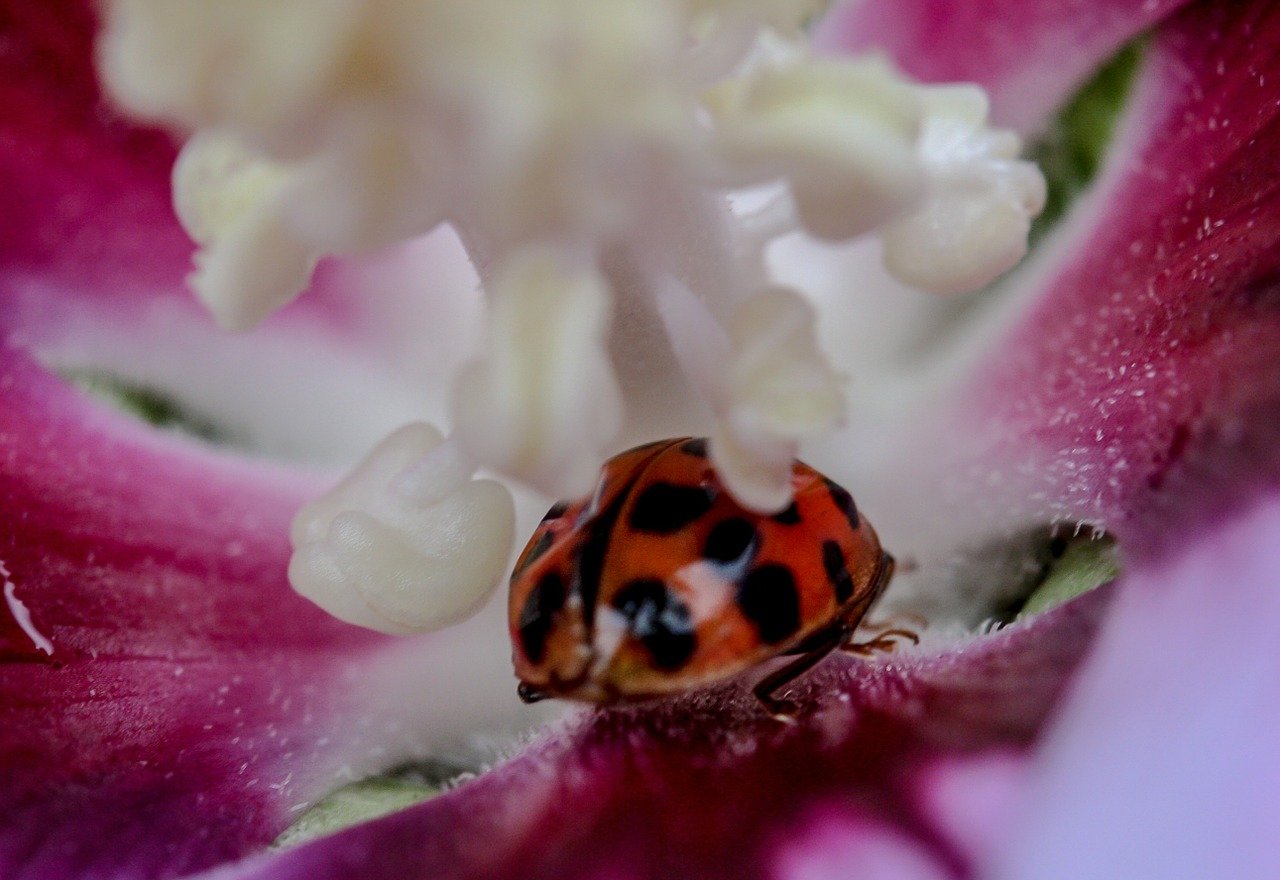 nature blossom bloom free photo