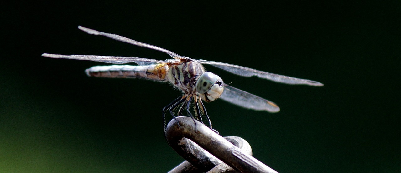 nature insect dragonfly free photo