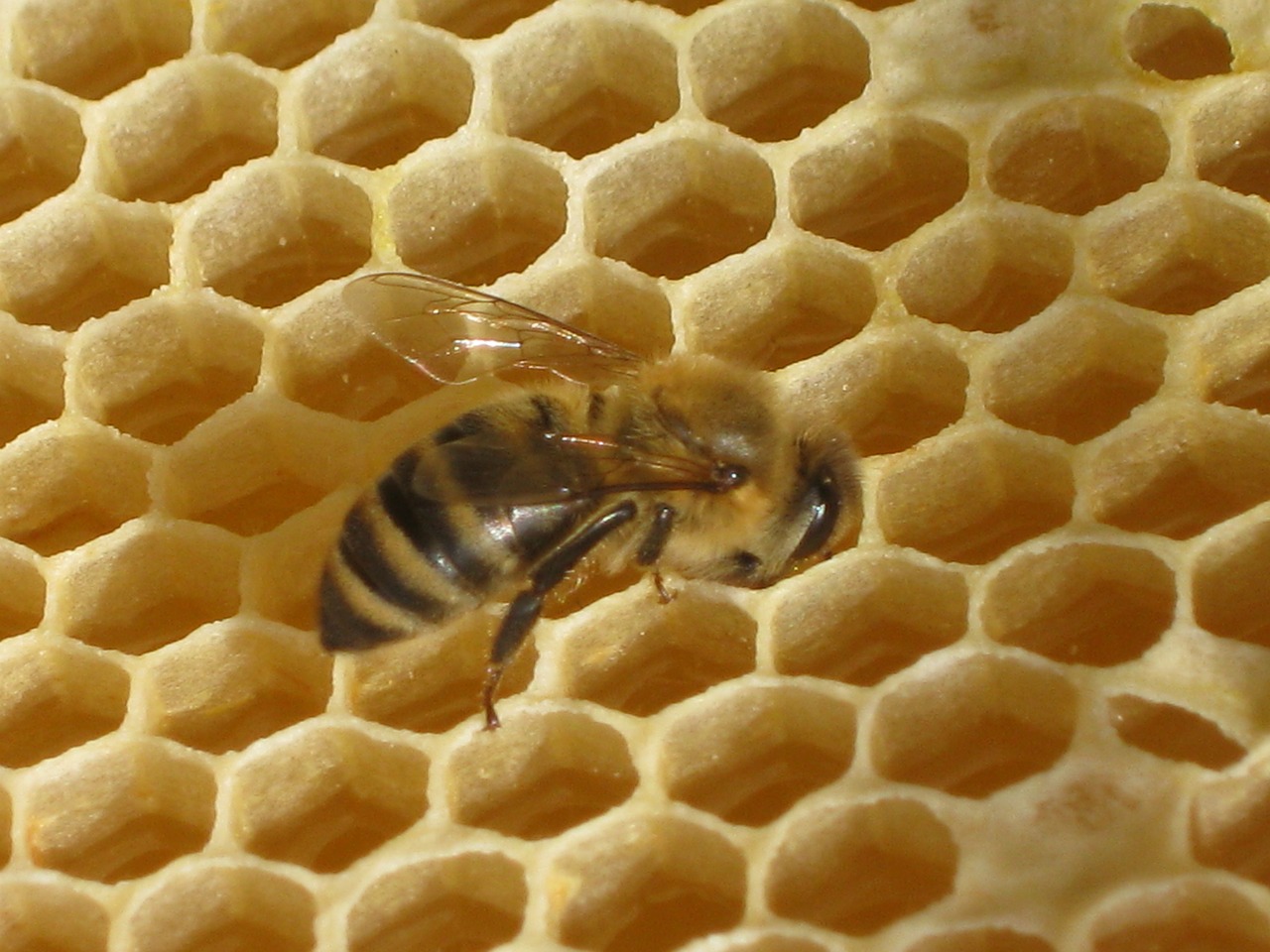 nature bee honeycomb free photo