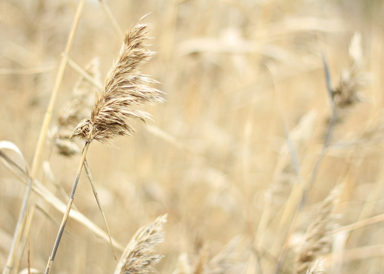 nature field autumn free photo