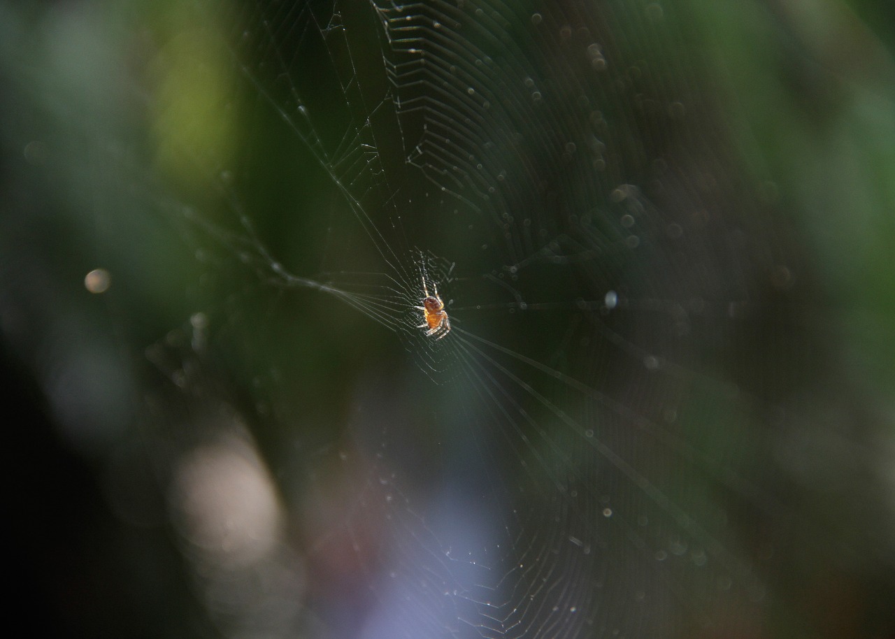nature spider spider web free photo