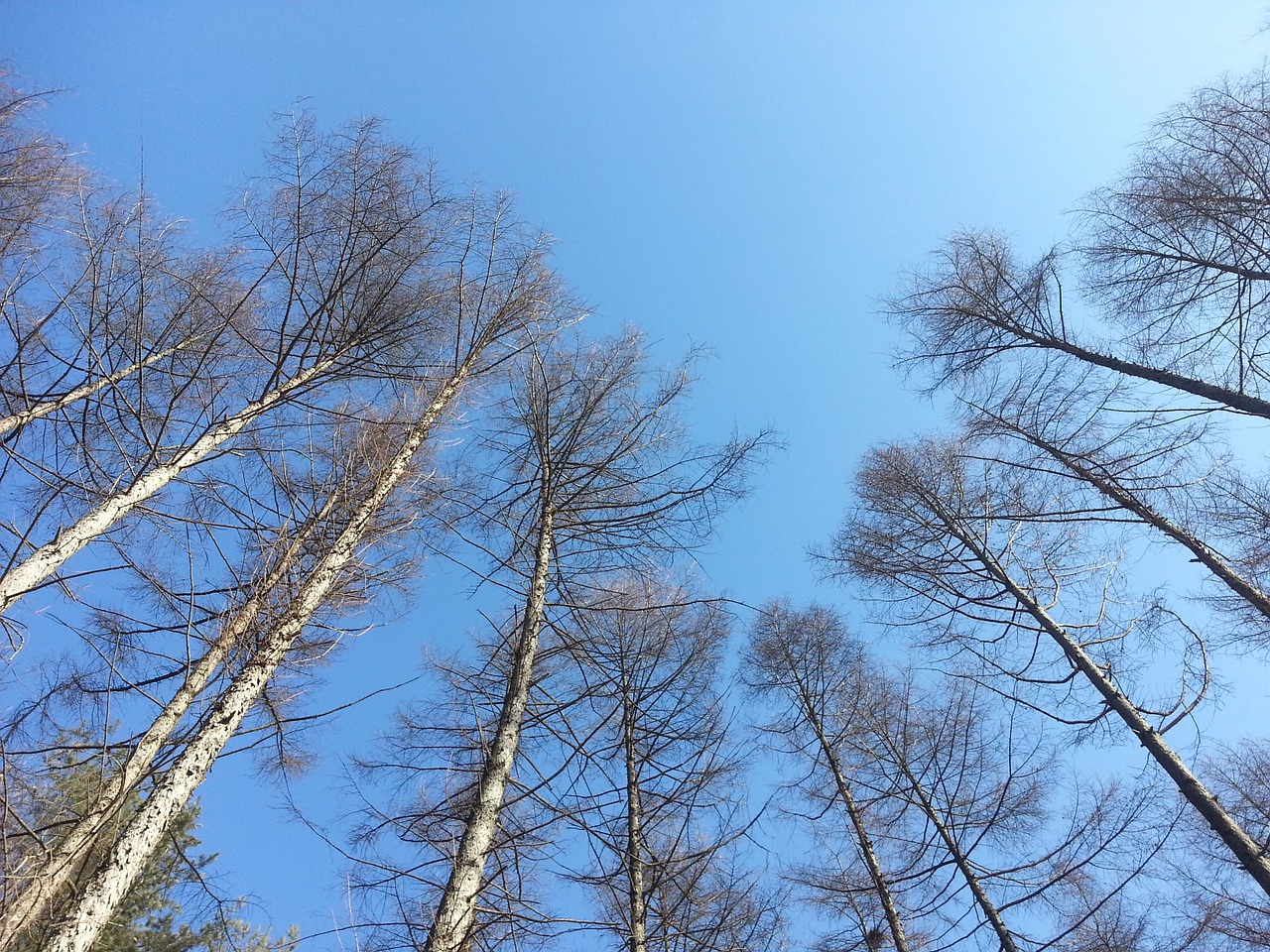 nature sky forest free photo