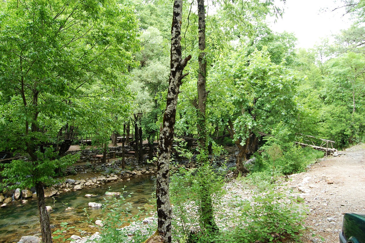 nature spring trees free photo