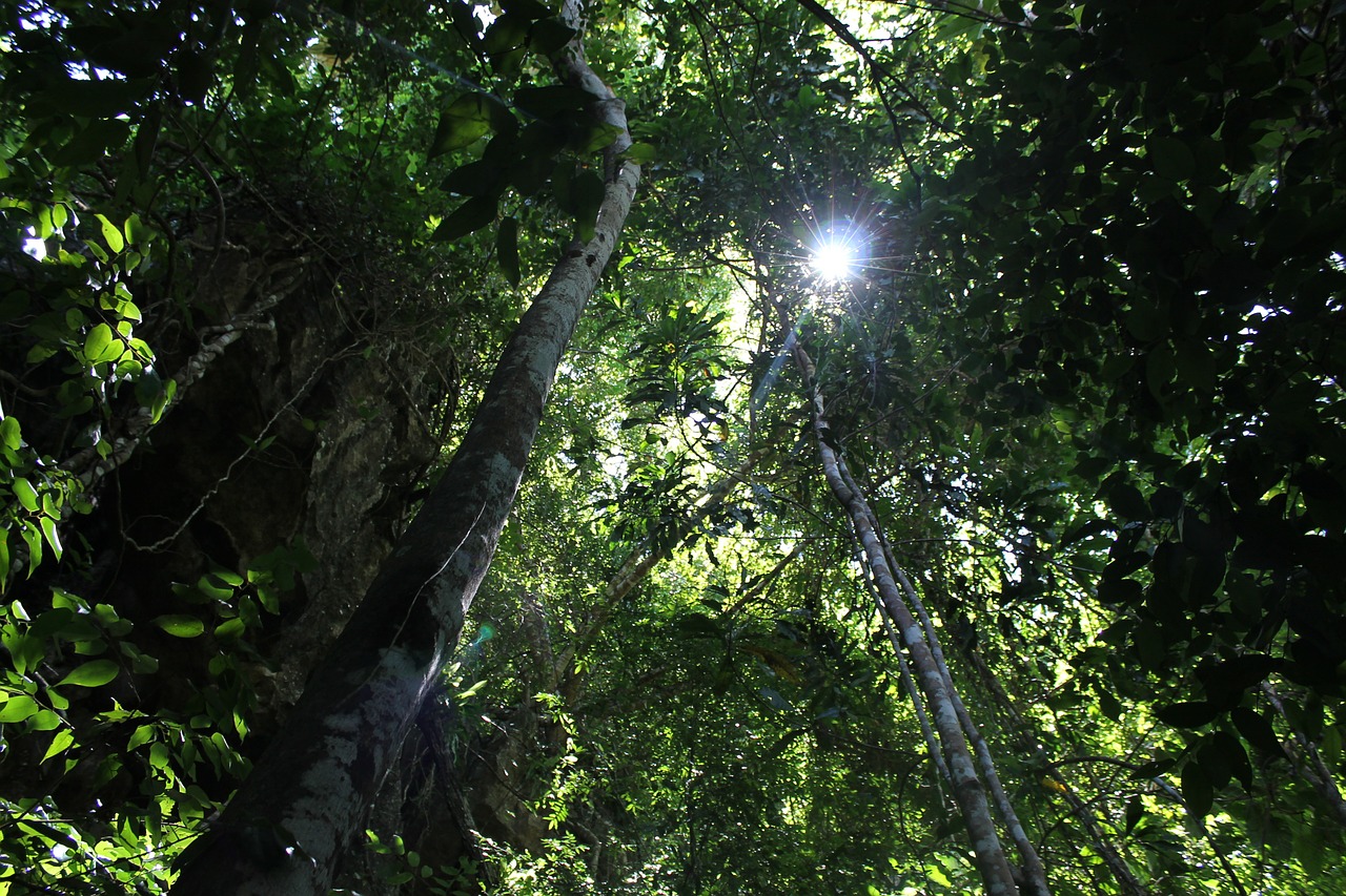 nature sunlight tree free photo