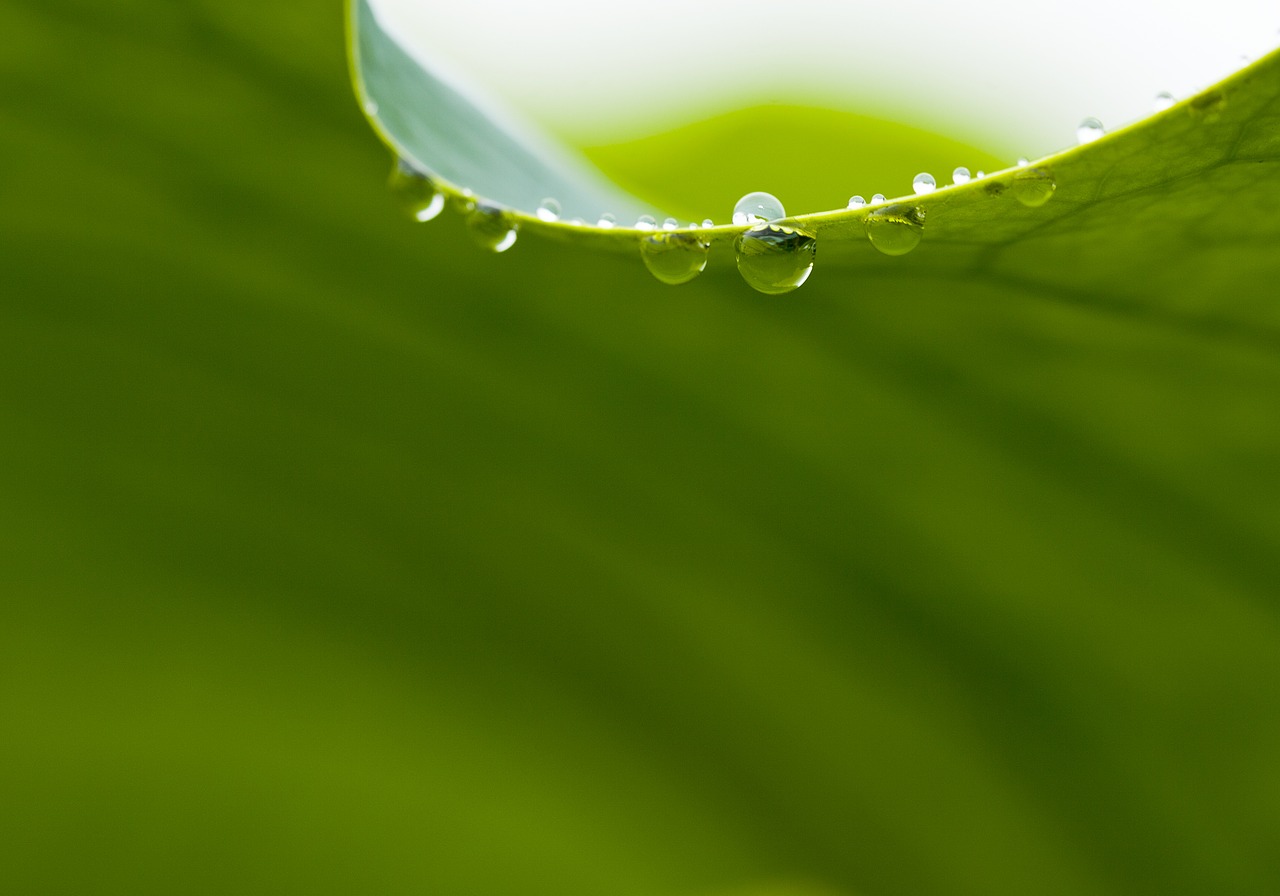 nature lotus leaf dewy free photo