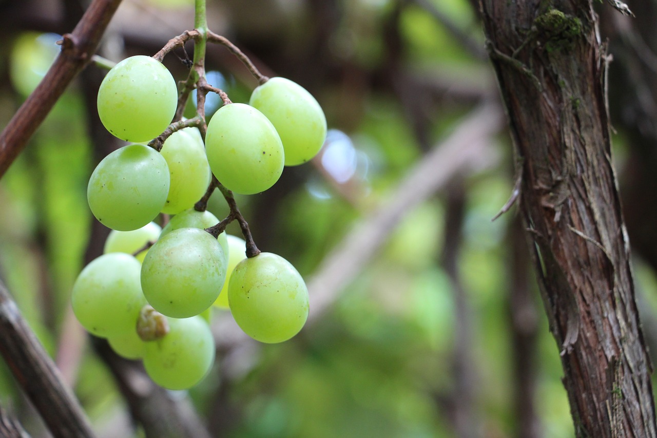 nature uva fruit free photo