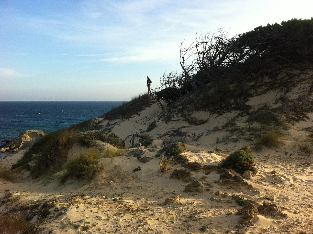 nature beach dunes free photo