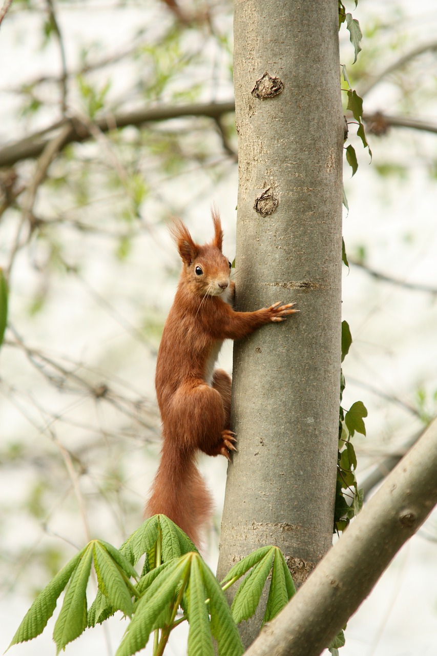 nature squirrel cute free photo